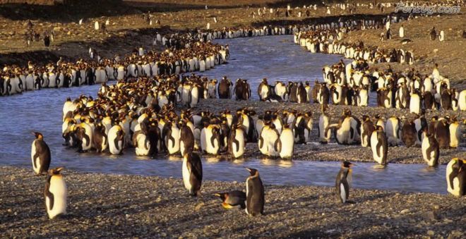 Click to Enlarge - Bollywood Beauty Urvashi Sharma Wallpapers