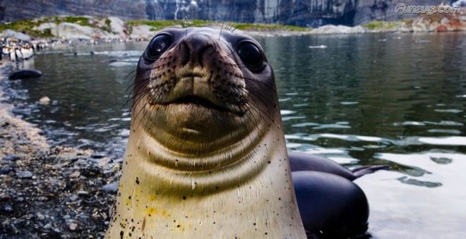 Click to Enlarge - Bollywood Beauty Urvashi Sharma Wallpapers