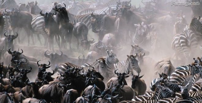 Click to Enlarge - Bollywood Beauty Urvashi Sharma Wallpapers