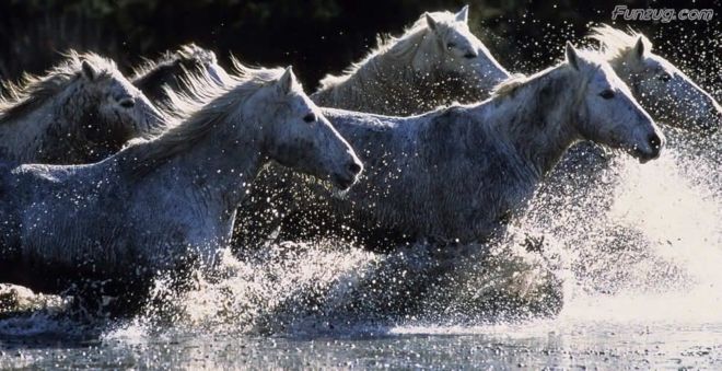 Click to Enlarge - Bollywood Beauty Urvashi Sharma Wallpapers