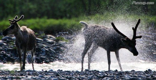 Click to Enlarge - Bollywood Beauty Urvashi Sharma Wallpapers