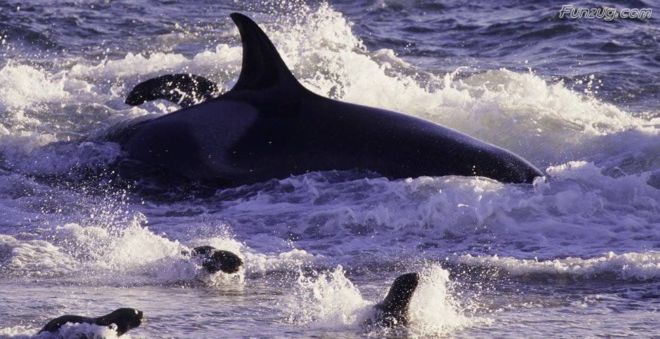 Click to Enlarge - Bollywood Beauty Urvashi Sharma Wallpapers