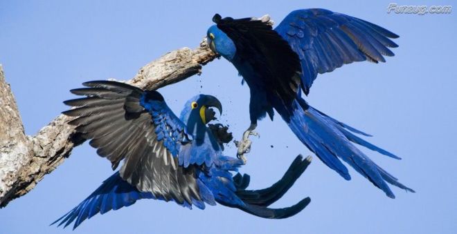 Click to Enlarge - Bollywood Beauty Urvashi Sharma Wallpapers