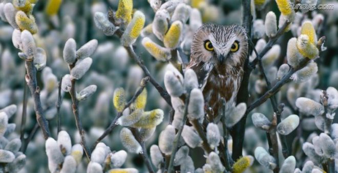 Click to Enlarge - Bollywood Beauty Urvashi Sharma Wallpapers