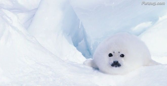 Click to Enlarge - Bollywood Beauty Urvashi Sharma Wallpapers