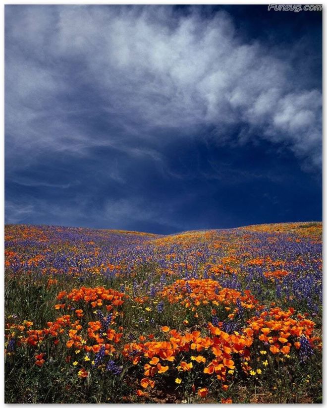 Click to Enlarge - BeautifuL Nature Wallpapers