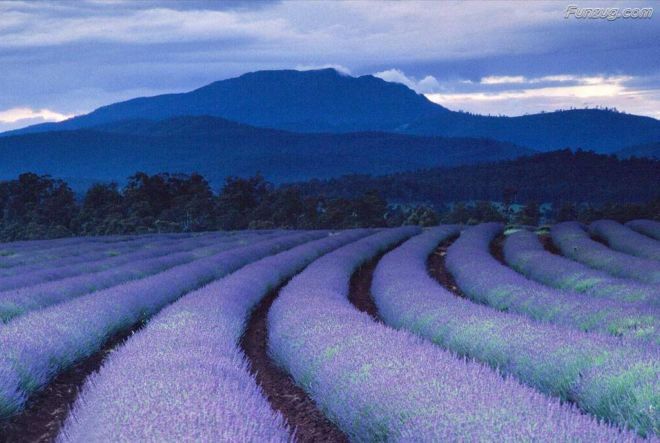 Click to Enlarge - Bollywood Beauty Urvashi Sharma Wallpapers