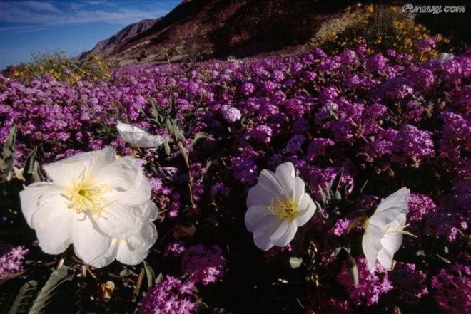 Click to Enlarge - Bollywood Beauty Urvashi Sharma Wallpapers