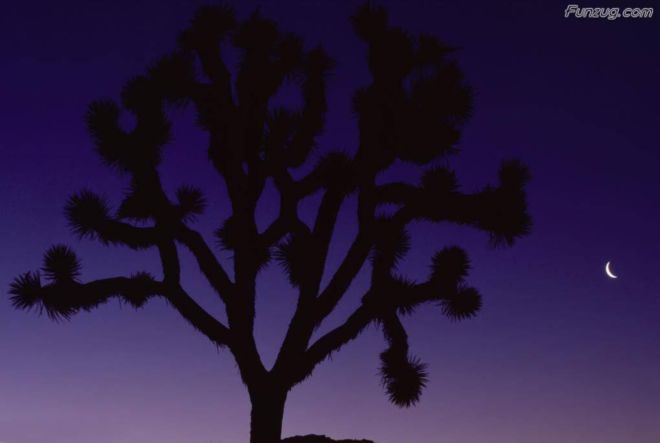 Click to Enlarge - Bollywood Beauty Urvashi Sharma Wallpapers