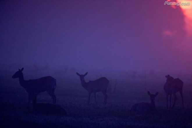 Click to Enlarge - Bollywood Beauty Urvashi Sharma Wallpapers