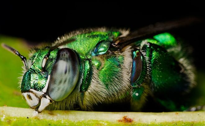 18 Insects That Are Really Beautiful