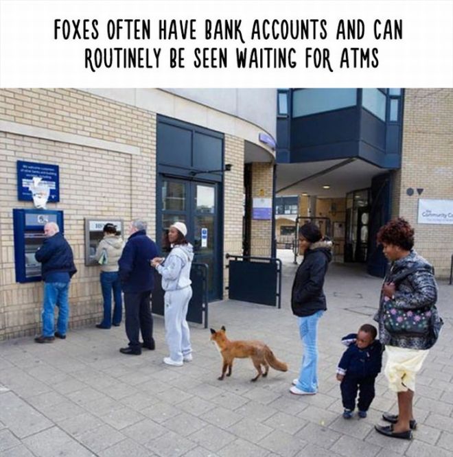 20 Most Bizarre Animal Facts With Funny Pictures