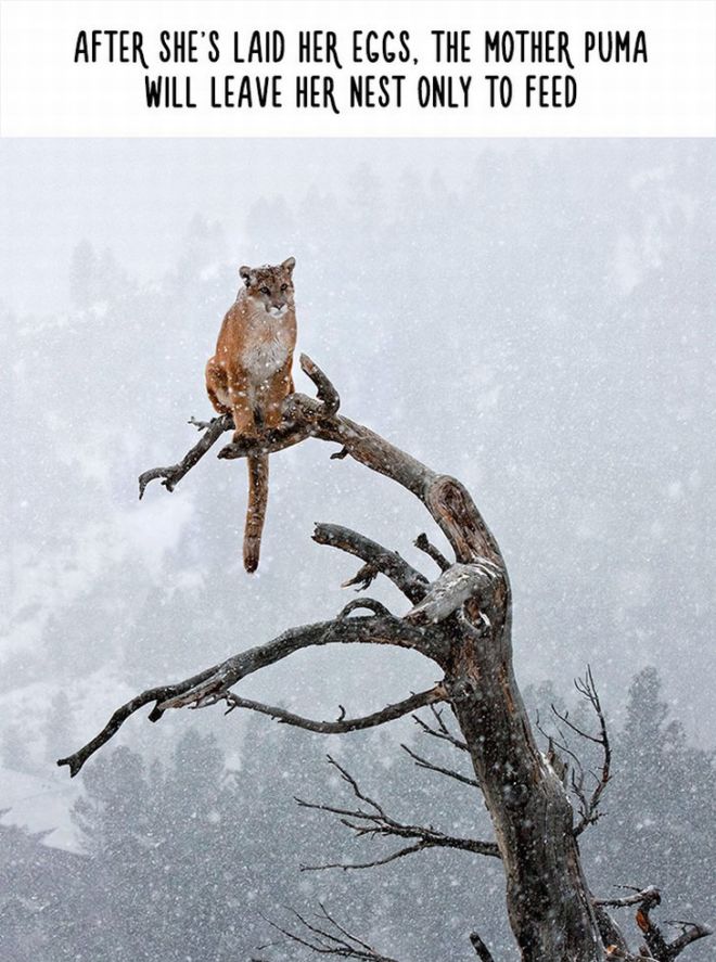 20 Most Bizarre Animal Facts With Funny Pictures