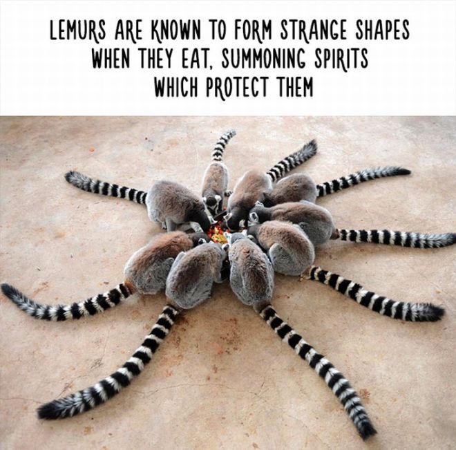 20 Most Bizarre Animal Facts With Funny Pictures
