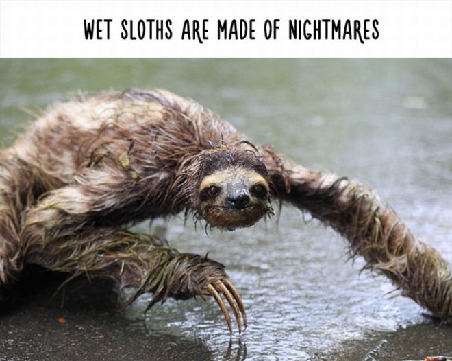 20 Most Bizarre Animal Facts With Funny Pictures