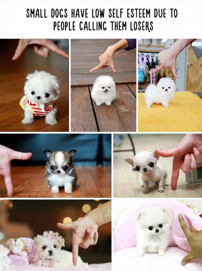 20 Most Bizarre Animal Facts With Funny Pictures