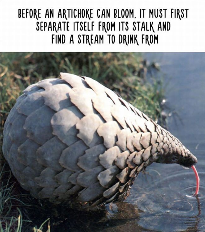 20 Most Bizarre Animal Facts With Funny Pictures