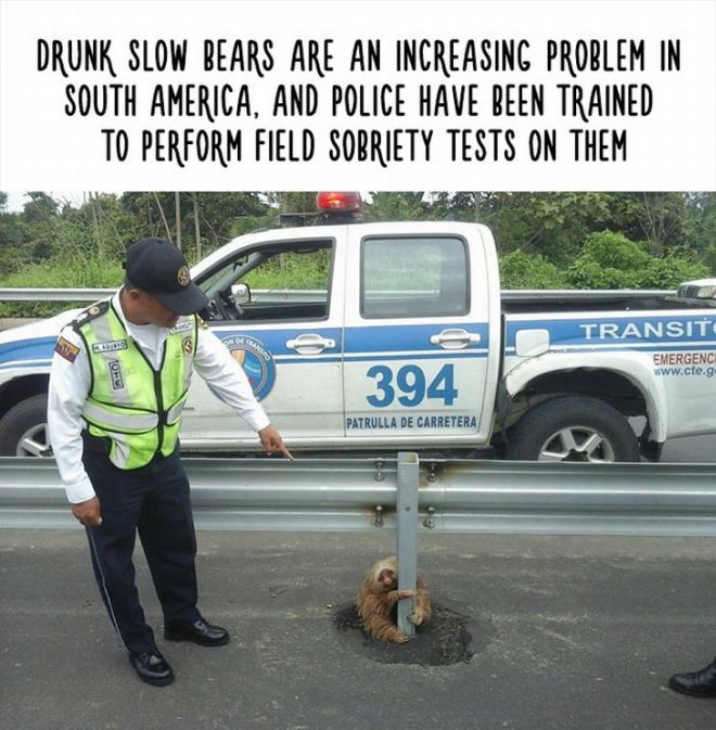 20 Most Bizarre Animal Facts With Funny Pictures