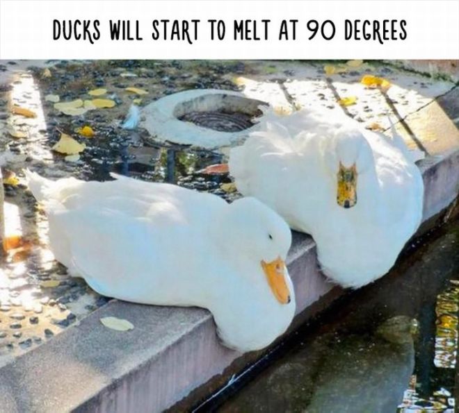 20 Most Bizarre Animal Facts With Funny Pictures