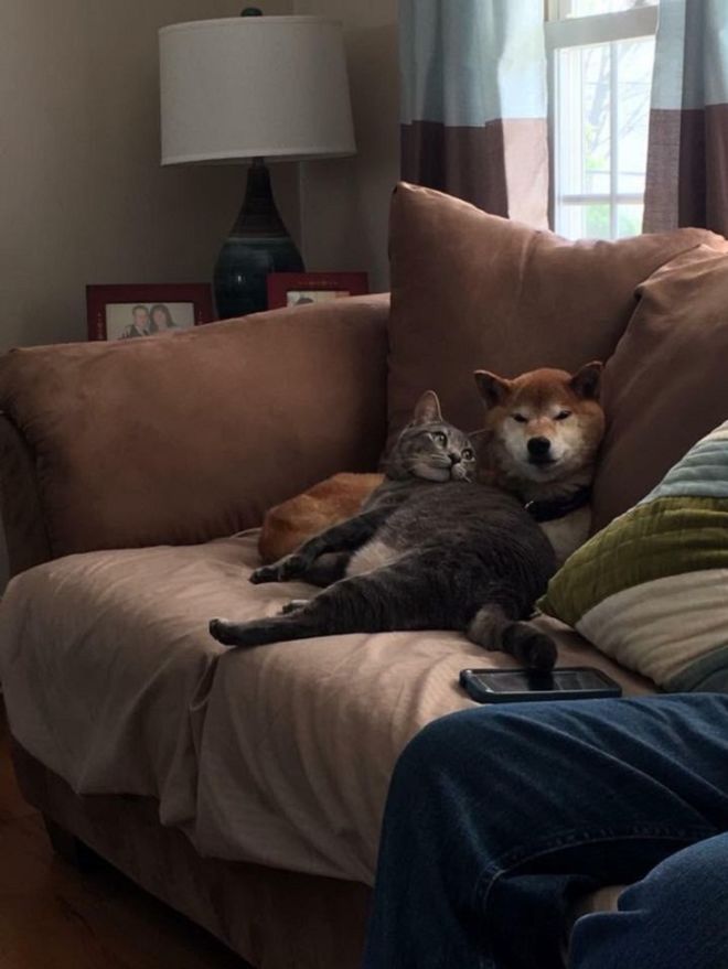 14 Hilariously Funny Pictures Of Dogs And Cats Together
