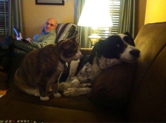 14 Hilariously Funny Pictures Of Dogs And Cats Together