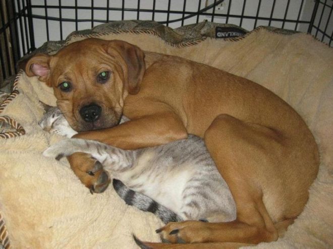 14 Hilariously Funny Pictures Of Dogs And Cats Together