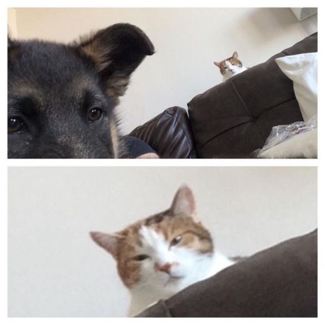 14 Hilariously Funny Pictures Of Dogs And Cats Together