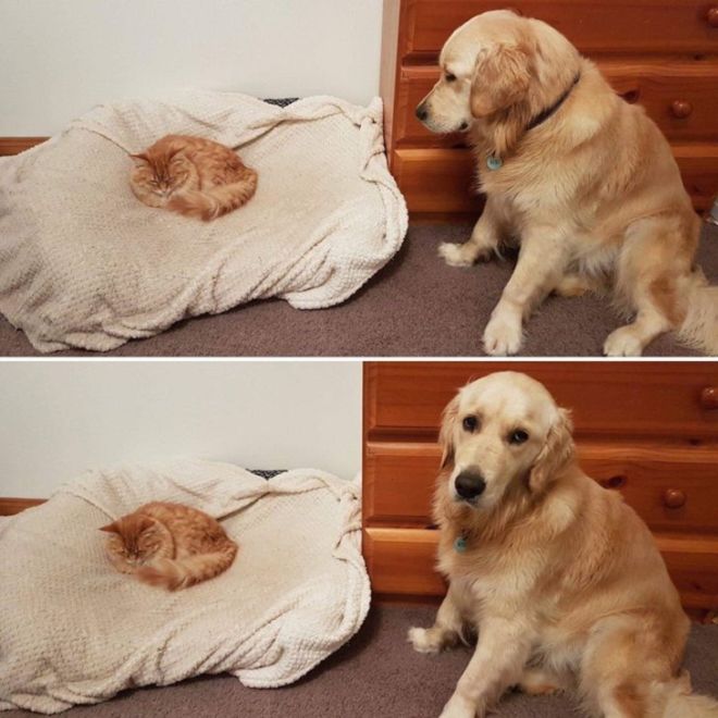 14 Hilariously Funny Pictures Of Dogs And Cats Together
