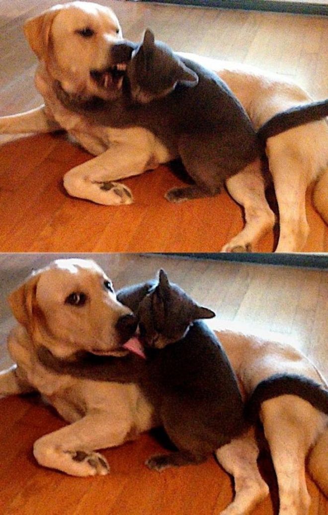 14 Hilariously Funny Pictures Of Dogs And Cats Together