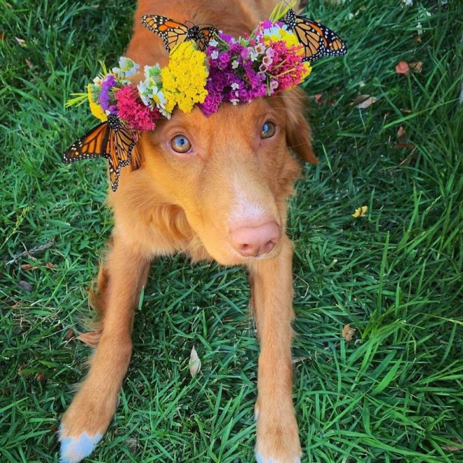 This Adorable Doggie Loves To Hangout With His Butterflies