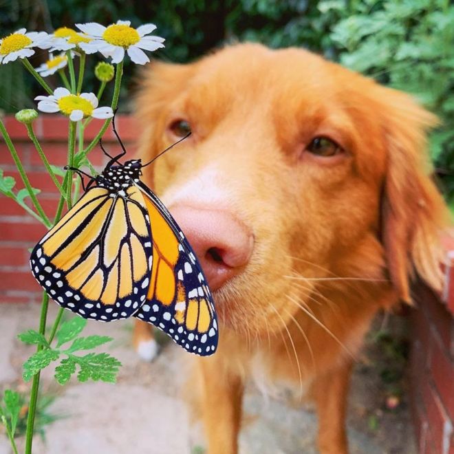 This Adorable Doggie Loves To Hangout With His Butterflies