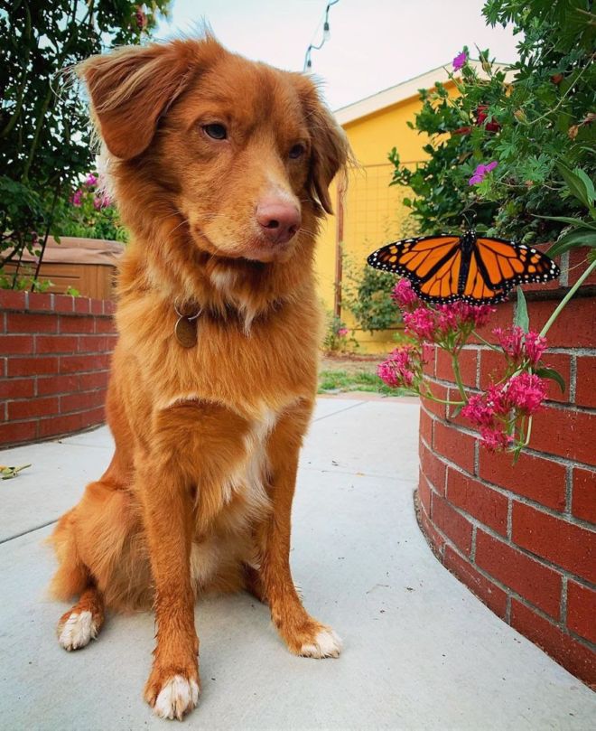 This Adorable Doggie Loves To Hangout With His Butterflies