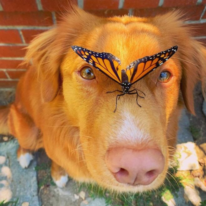 This Adorable Doggie Loves To Hangout With His Butterflies