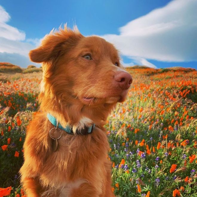 This Adorable Doggie Loves To Hangout With His Butterflies