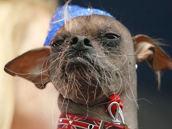 World's Most Ugliest Dog Contests | Funzug.com