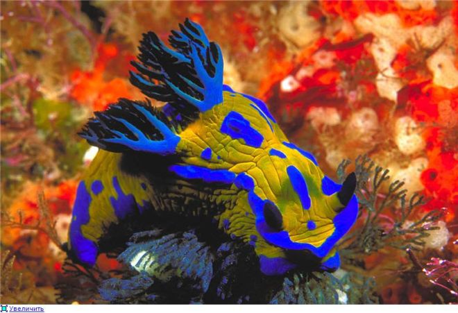 Wonderful Creatures Of The Underwater World