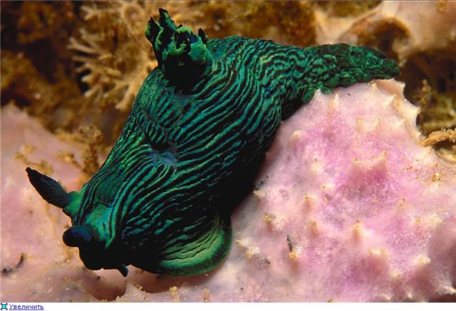 Wonderful Creatures Of The Underwater World