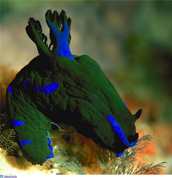 Wonderful Creatures Of The Underwater World