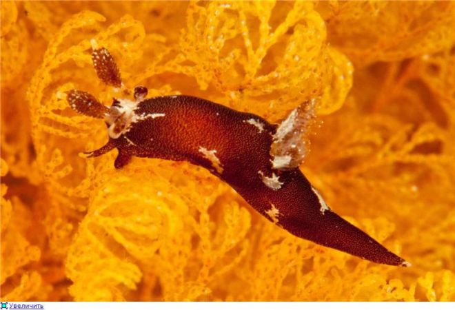 Wonderful Creatures Of The Underwater World