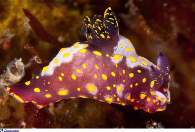 Wonderful Creatures Of The Underwater World