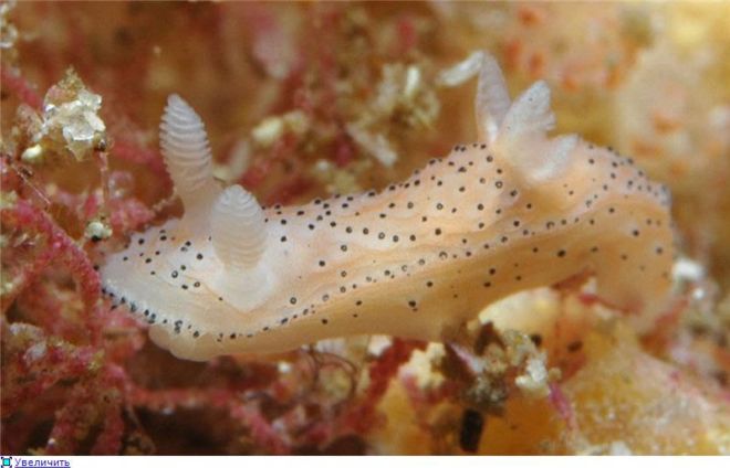 Wonderful Creatures Of The Underwater World