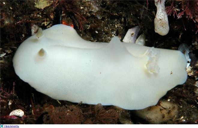 Wonderful Creatures Of The Underwater World