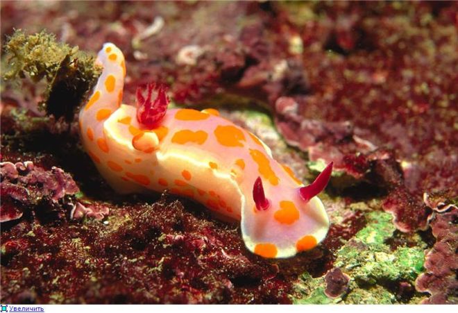 Wonderful Creatures Of The Underwater World