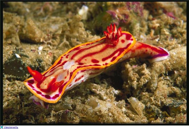 Wonderful Creatures Of The Underwater World