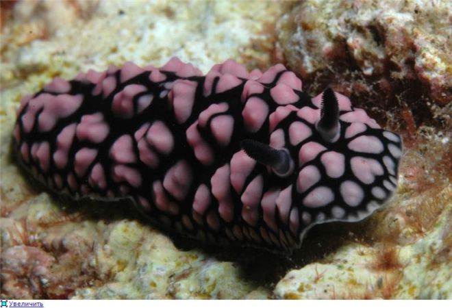 Wonderful Creatures Of The Underwater World