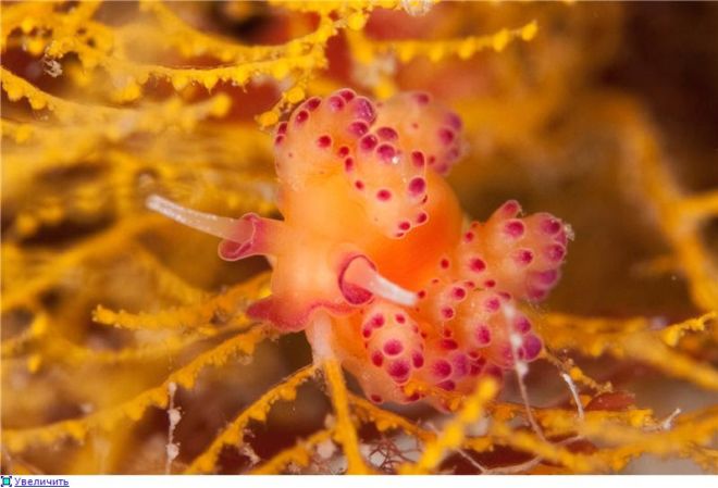 Wonderful Creatures Of The Underwater World