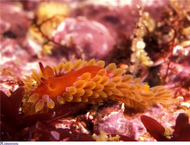 Wonderful Creatures Of The Underwater World