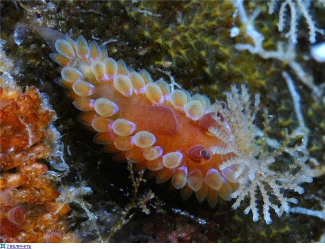 Wonderful Creatures Of The Underwater World