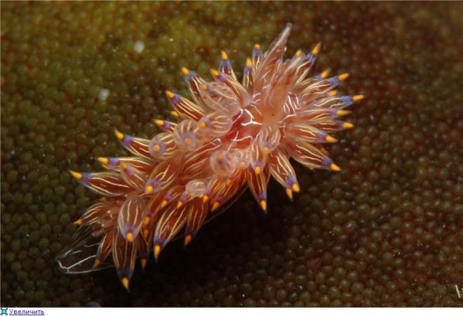 Wonderful Creatures Of The Underwater World