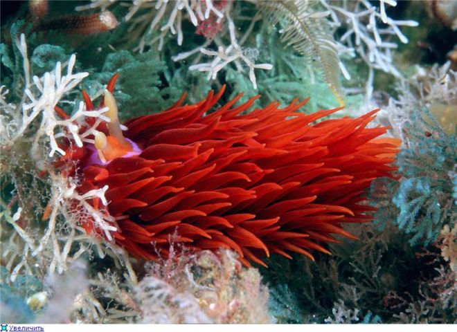 Wonderful Creatures Of The Underwater World